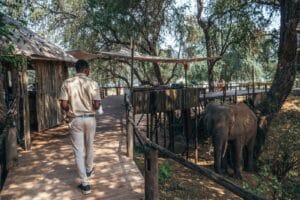 10Elephant In Camp